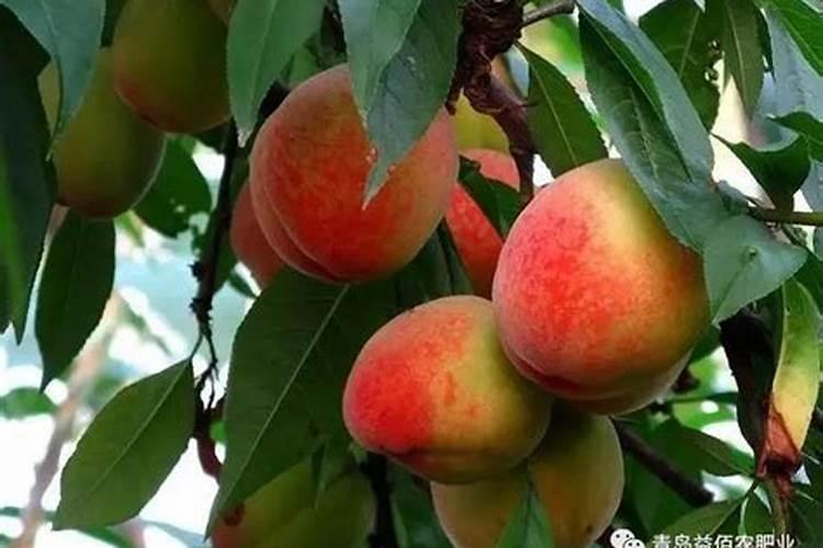 苹果和桃子到了膨大期该施什么化肥？