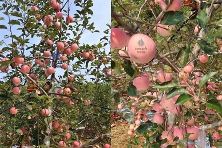 苹果膨大肥施什么肥料好？