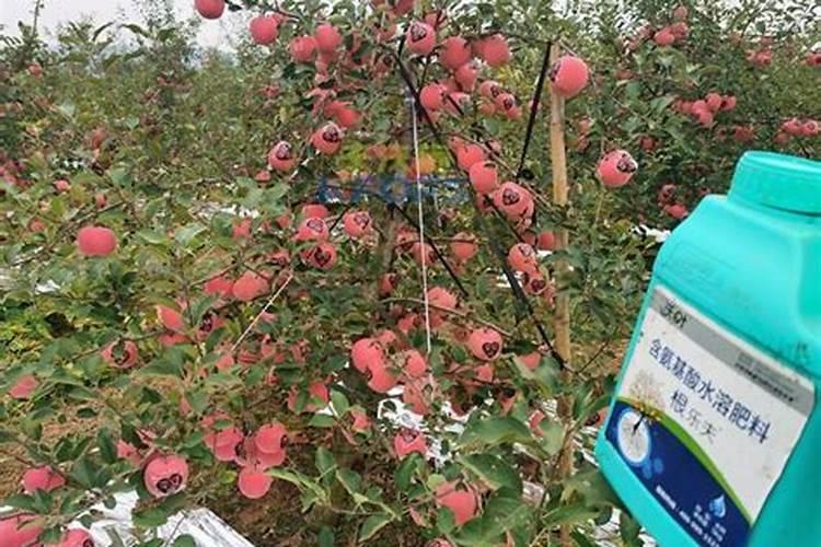 果树什么时候施肥最好 果树何时施肥最好