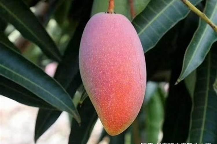 芒果树什么时间施硼肥好一点？