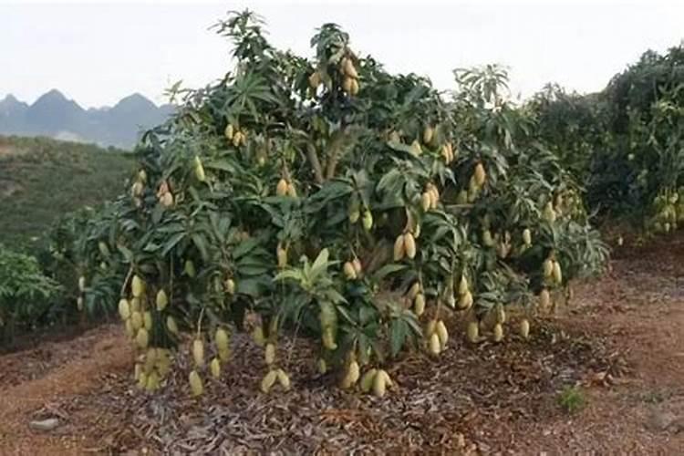芒果种植是在什么气候呢,具体在什么地区？