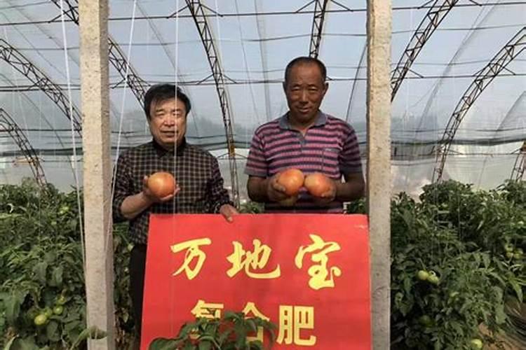 安徽番茄专用肥厂家有哪些？