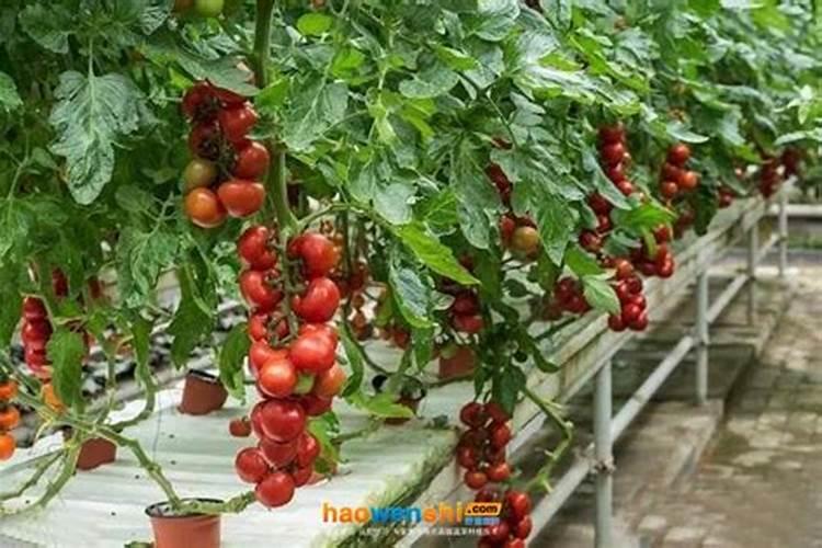 番茄有机生态型无土栽培定植前的准备工作有哪些？