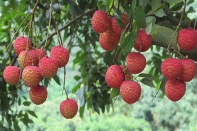 种植荔枝想要实现高产,应该如何正确进行施肥？