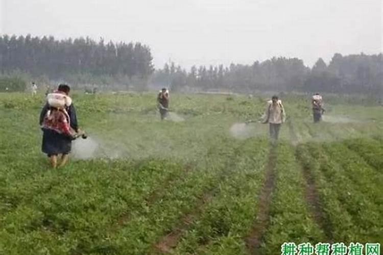 几天喷一次叶面肥合适？