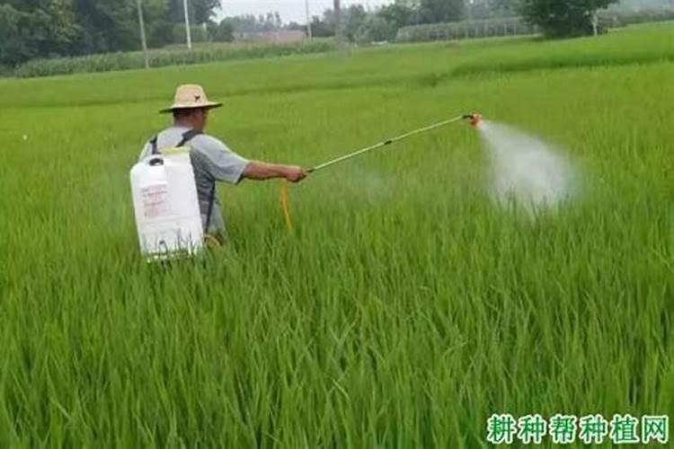 叶面肥隔几天喷一次较合适