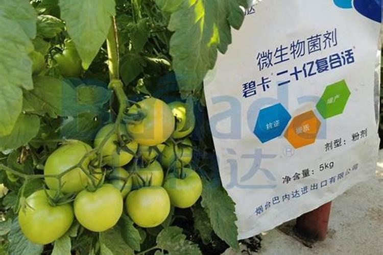 叶菜用什么冲施肥最好用呢？