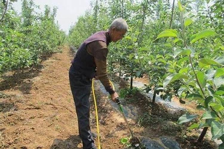 苹果种植挂果树,施肥方法有哪些？