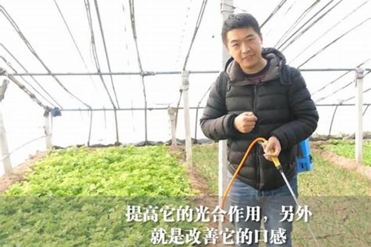 红糖能当做肥料喂苹果树吗
