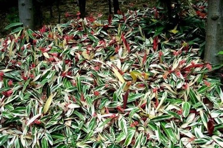 紫背竹芋可以用氮磷钾肥吗？