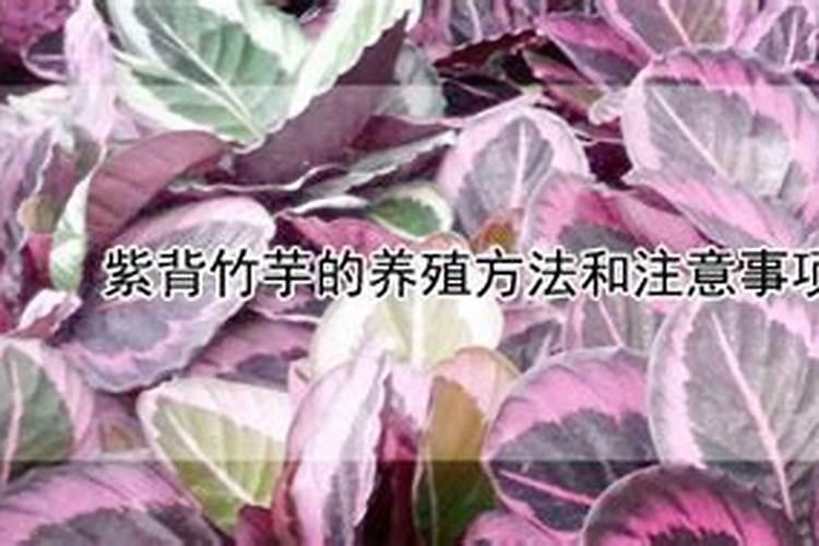紫背竹芋的养殖方法和注意事项