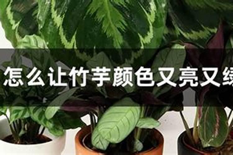 怎么让竹芋颜色又亮又绿