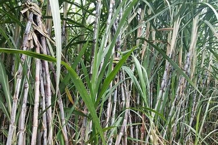 怎样根据甘蔗需肥特点进行施肥？
