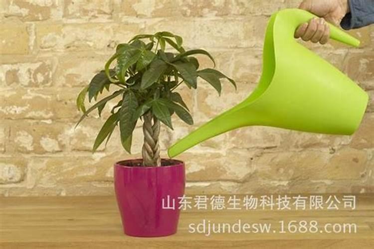 冬天可以给绿植施肥吗