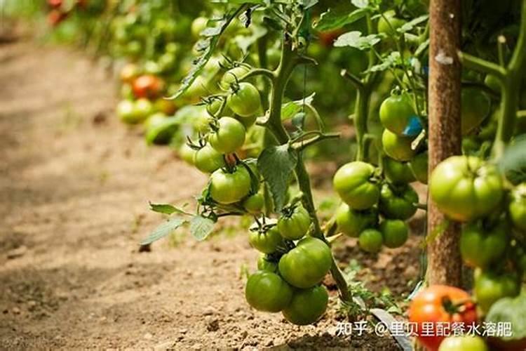 番茄必须施硼肥吗为什么不能浇水？