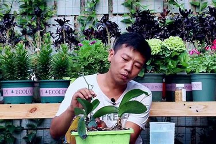 如何给蝴蝶兰施肥与浇水