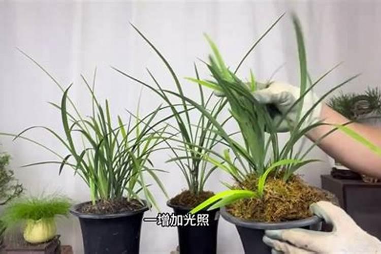 兰花魔肥可以催花吗？