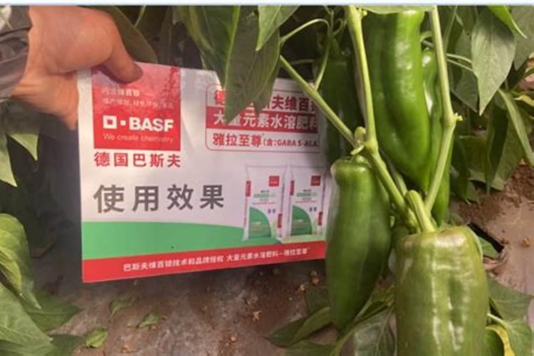 辣椒如何施肥更加高产辣椒高产的施肥技术