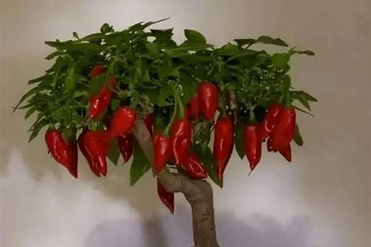 辣椒是草本还是木本植物,棉花呢,是木本为什么一年一生
