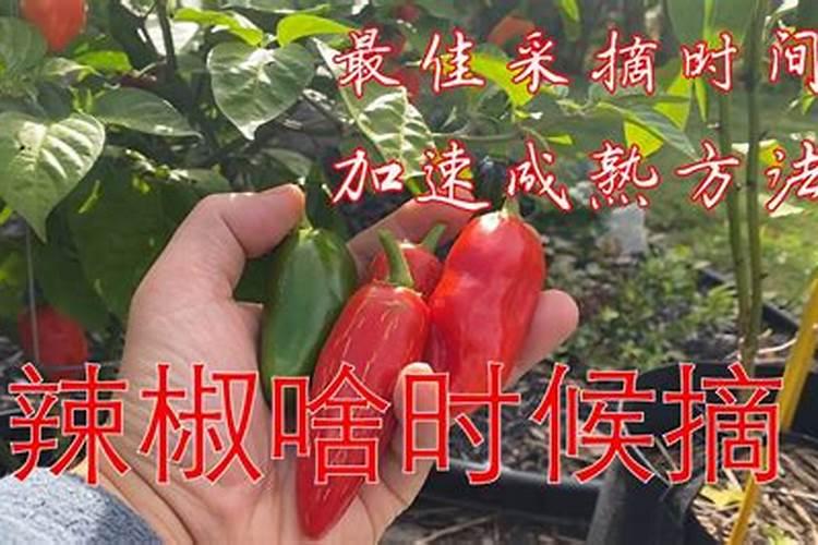 辣椒什么时候补钙最好