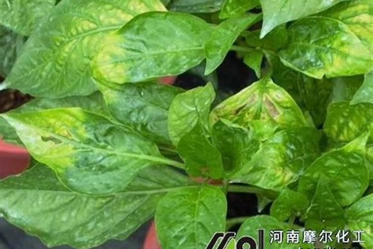 冬季辣椒如何喷施钙肥效果好,钙肥对辣椒的作用
