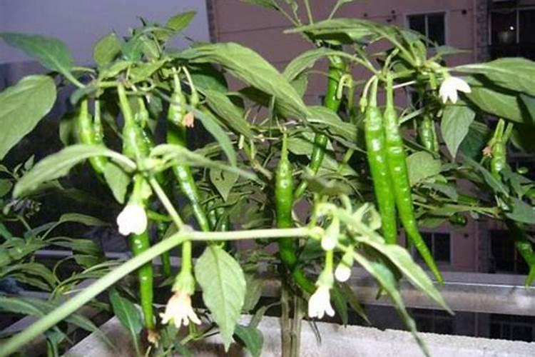 辣椒正开花能喷钙镁锌吗？