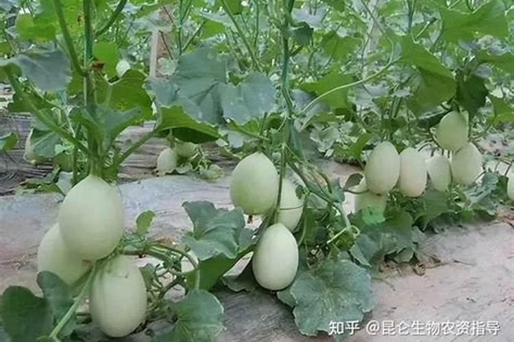 甜瓜膨果增甜用什么药？甜瓜坐果增甜期施肥管理如何做