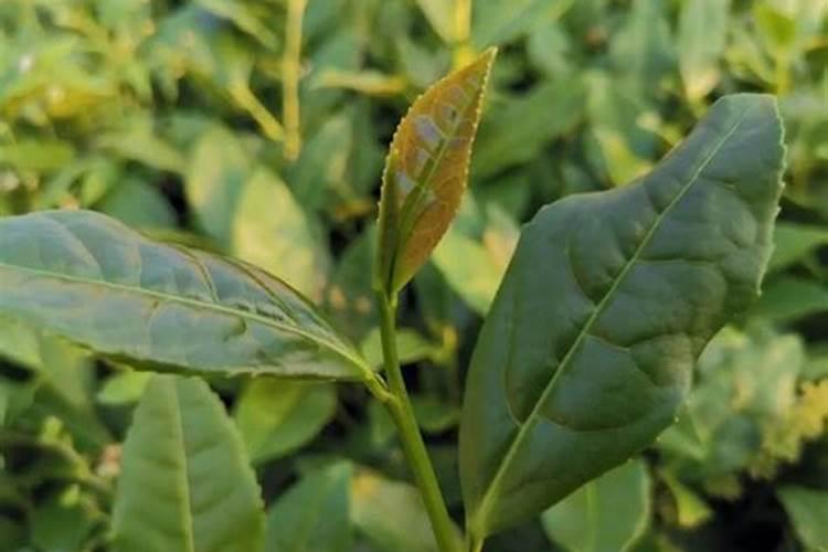 铁观音茶树适用什么肥料？