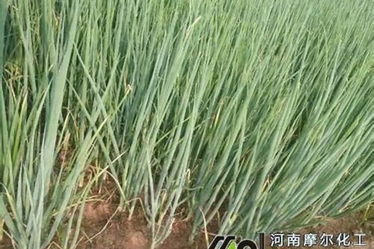 大葱最后一遍上什么肥料？