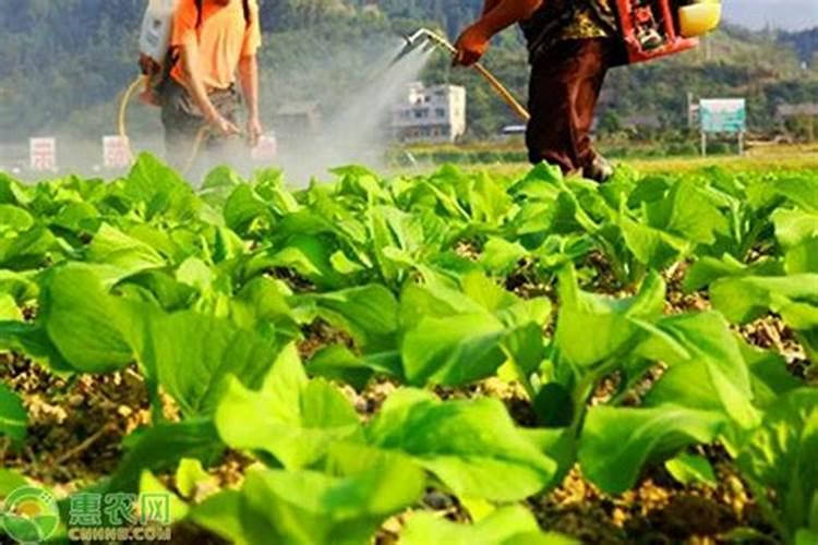营养和功能性叶面肥的区别是什么？