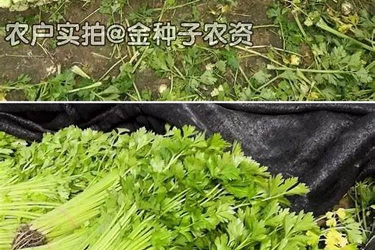 实芹如何种植叶子光亮？
