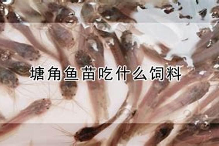 塘角鱼苗吃什么饲料