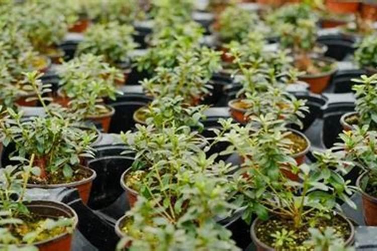 杜鹃花叶子干枯怎么办,三种方法教你如何挽救