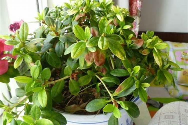 杜鹃花的叶子枯黄,不开花是何原因？