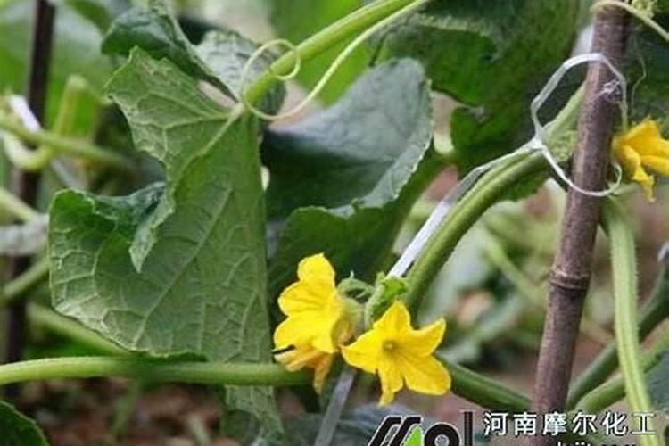 打瓜打叶面肥时间多长最好用？