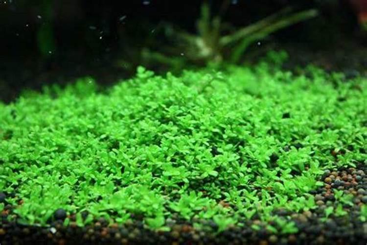 矮珍珠种子的种植方法