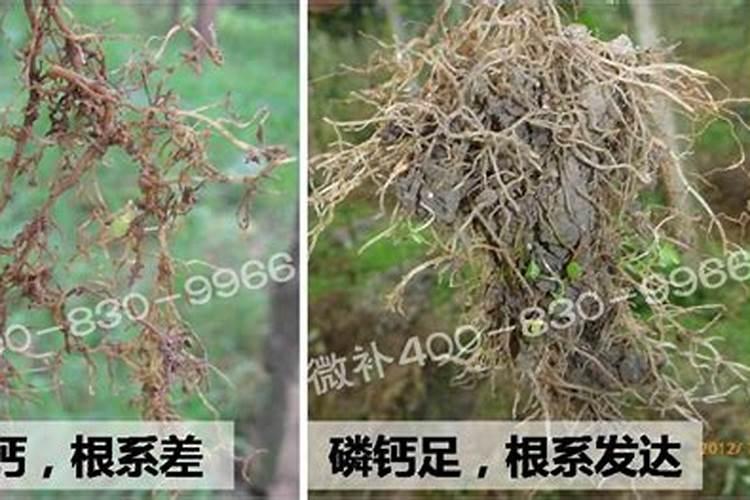 作物补磷肥用什么好用一点呢？
