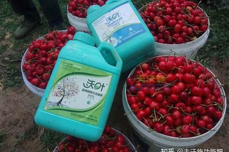樱桃施肥应该施什么肥？如何促进樱桃的膨大？