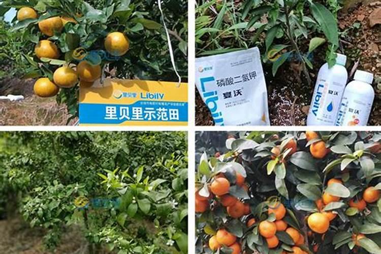 中微量元素肥料在柑橘上持续用多久