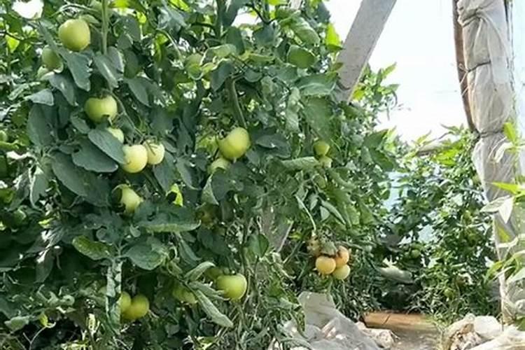 西红柿最好的生根肥是什么肥料？