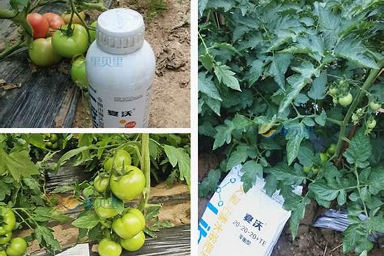 西红柿用什么肥料好