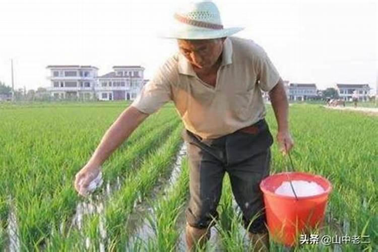 水稻施肥的技巧