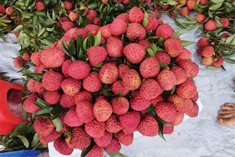 荔枝花芽分化期施什么肥、荔枝施肥管理技术