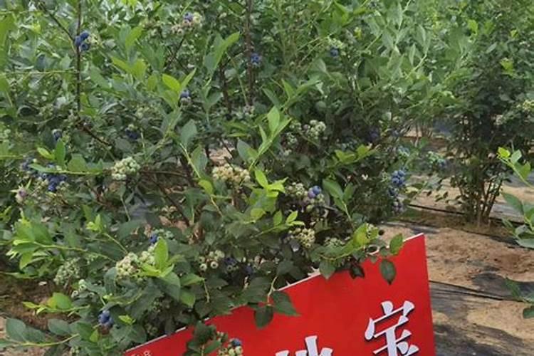 蓝莓平衡肥都有哪些种类的？