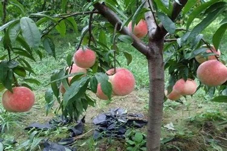 一年生桃树适合喂什么肥料每棵要喂几斤