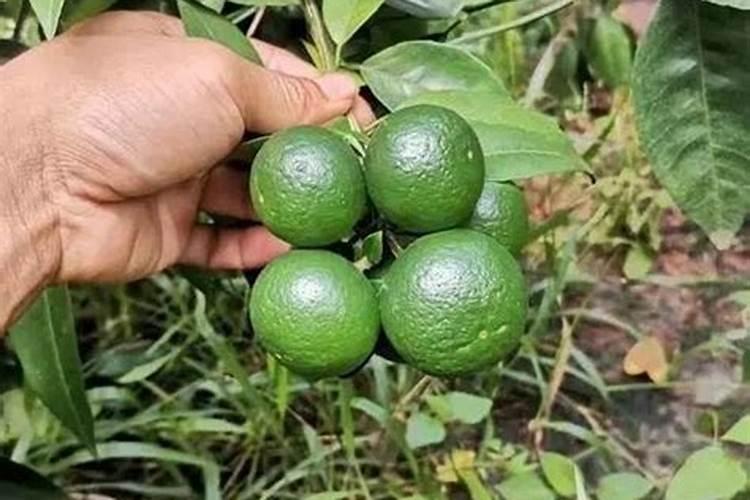 橘子树结果期能打叶面肥吗？