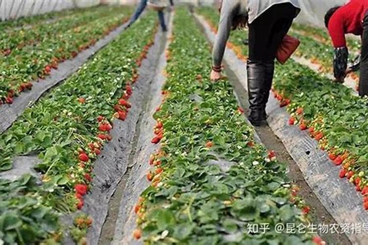 草莓缺钙冲施什么肥料