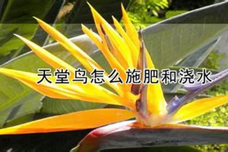 天堂鸟如何浇水施肥？