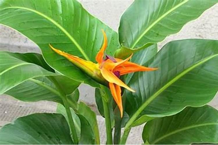 天堂鸟不开花如何施肥