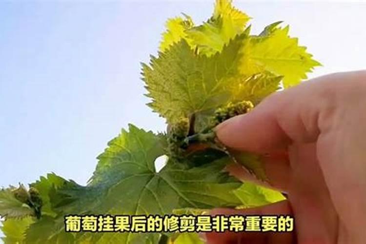 葡萄树挂果后怎样施肥